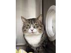 Adopt Ronan a Brown Tabby Domestic Shorthair / Mixed Breed (Medium) / Mixed