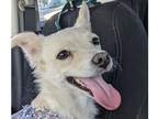 Adopt Fireball ***FOSTER HOME*** a White Poodle (Standard) / Jindo dog in