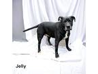 Adopt Jelly a Black Terrier (Unknown Type, Small) / Mixed dog in Cumberland
