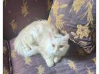 Adopt Loly a Spotted Tabby/Leopard Spotted Domestic Longhair (long coat) cat in