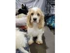 Adopt Micah a White - with Red, Golden, Orange or Chestnut Cocker Spaniel /