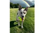 Adopt Pixie a White - with Tan, Yellow or Fawn Cattle Dog / Mixed Breed (Medium)