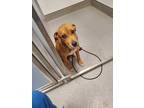 Adopt Kooper a Hound (Unknown Type) / Mixed dog in Bloomington, IN (40736269)