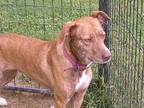 Adopt Dolly a Mountain Cur / Mixed dog in Osgood, IN (40440710)