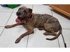 Adopt StarShine a Brindle American Pit Bull Terrier dog in Melbourne Beach