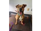 Adopt Lizzy Barkson a Mixed Breed (Medium) / Mixed dog in Marion, OH (39790074)