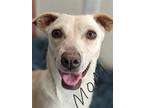 Adopt Yo Mama a White - with Tan, Yellow or Fawn Dachshund / Mixed dog in