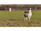 Adopt You who a Llama farm-type animal in Rogue River, OR (40973686)