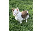 Adopt Willow a Australian Shepherd dog in Garland, TX (40973693)