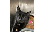 Adopt Jaden a Domestic Shorthair / Mixed (short coat) cat in Portsmouth