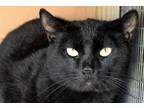 Adopt Fred a All Black Domestic Shorthair (short coat) cat in Okeechobee