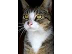 Adopt Gizmo a Brown Tabby Domestic Shorthair (short coat) cat in Okeechobee