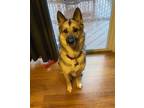 Adopt Rona a Gray/Silver/Salt & Pepper - with Black Shepsky / Mixed dog in