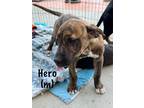 Adopt Hero a Brindle Pit Bull Terrier / Mixed dog in Norco, CA (40973472)