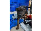 Adopt Zeke a Brindle Pit Bull Terrier / Mixed dog in Norco, CA (40973409)