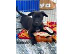 Adopt Maddie a Black - with Brown, Red, Golden, Orange or Chestnut Pit Bull