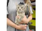 Adopt Juniper a Brown Tabby Tabby (short coat) cat in Monrovia, CA (40973284)