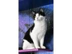 Adopt Panda a Black & White or Tuxedo Domestic Shorthair / Mixed (short coat)