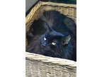 Adopt Burrito Supreme a All Black Domestic Longhair / Mixed (long coat) cat in