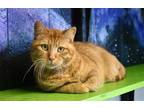 Adopt Orange a Orange or Red Domestic Shorthair / Mixed (short coat) cat in