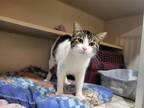 Adopt Applesauce a Brown Tabby Domestic Shorthair / Mixed (short coat) cat in