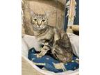 Adopt Speedy a Brown Tabby Domestic Shorthair / Mixed Breed (Medium) / Mixed