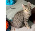 Adopt Dandy a Tan or Fawn Tabby Domestic Shorthair (short coat) cat in