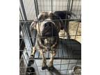 Adopt Rufus a Black - with Tan, Yellow or Fawn Mastiff / Boxer / Mixed dog in