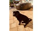 Adopt Riley a Black Shih Tzu / Pomeranian / Mixed dog in Lecanto, FL (40972804)