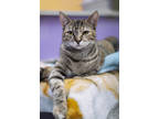 Adopt Coco a Brown Tabby Domestic Shorthair / Mixed Breed (Medium) / Mixed