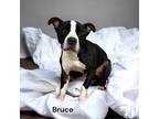 Adopt Bruce a Brindle Terrier (Unknown Type, Small) / Mixed dog in Cumberland