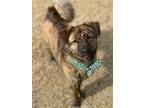 Adopt Guwol a Brindle Jindo / Mixed dog in Ottawa, ON (40972414)
