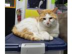 Adopt Finnigan a Orange or Red (Mostly) Domestic Shorthair / Mixed cat in