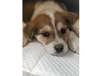 Adopt Jayden a White Australian Shepherd / Mixed dog in Flagstaff, AZ (40972014)