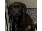 Adopt Gigi a Black Retriever (Unknown Type) / Mixed dog in Atlanta