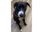 Adopt Scooby a Black - with White Mixed Breed (Medium) / Mixed dog in