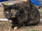 Adopt Arielle a Tortoiseshell American Shorthair (short coat) cat in