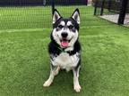 Adopt LUDWIG a Black Siberian Husky / Mixed dog in Tustin, CA (40418137)