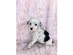 Adopt Ella a White - with Black Dalmatian / Poodle (Standard) / Mixed dog in