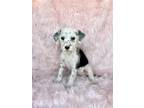 Adopt Danielle a White - with Black Dalmatian / Poodle (Standard) / Mixed dog in