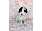 Adopt Samantha a White - with Black Sheepadoodle / Dalmatian / Mixed dog in