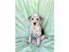 Adopt Lucas a White - with Black Dalmatian / Poodle (Standard) / Mixed dog in