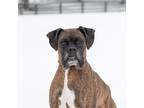 Adopt Hershel a Brindle - with White Boxer / Mixed dog in King City