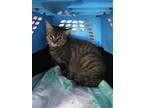 Adopt Z COURTESY LISTING: Debbie a Brown Tabby Domestic Mediumhair / Mixed cat