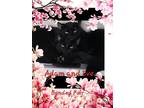 Adopt Adam a All Black Domestic Shorthair (short coat) cat in Auburndale
