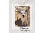 Adopt Vincent a White Jindo dog in Lukeville, AZ (40963087)