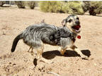Adopt Ziggy a Black Mixed Breed (Small) / Mixed dog in Las Cruces, NM (40843366)