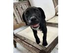 Adopt Jaiden a Black - with White Labrador Retriever / Mixed dog in Miami