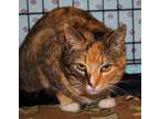 Adopt Mimi a Tortoiseshell Domestic Shorthair (short coat) cat in