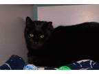 Adopt Jeb a Black (Mostly) Domestic Mediumhair (medium coat) cat in